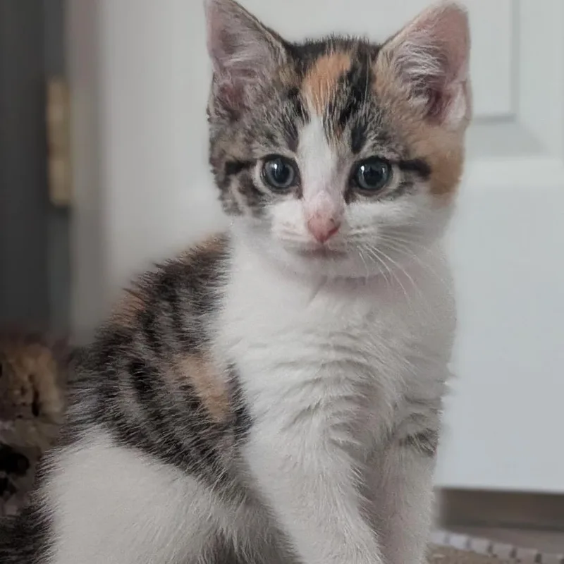 A baby small-sized female Torbie Domestic Short Hair cat named Purple Purell for adoption in Fredericksburg, VA