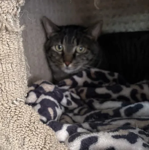 An adult medium-sized female Domestic Short Hair cat named Lilo for adoption in Carson City, NV