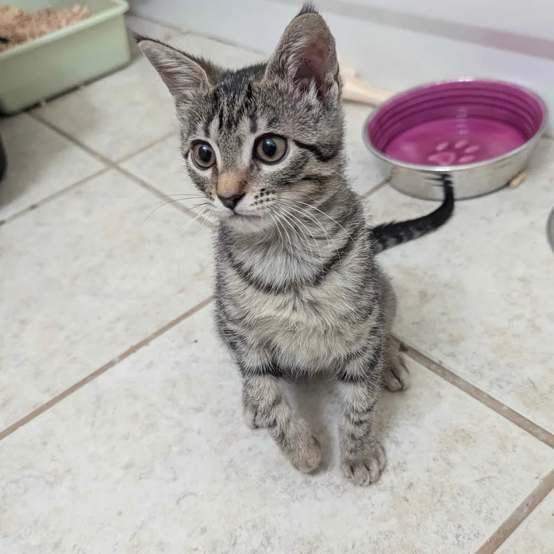 A baby medium-sized female Tabby (Brown / Chocolate) Domestic Short Hair cat named Spoink for adoption in Austin, TX