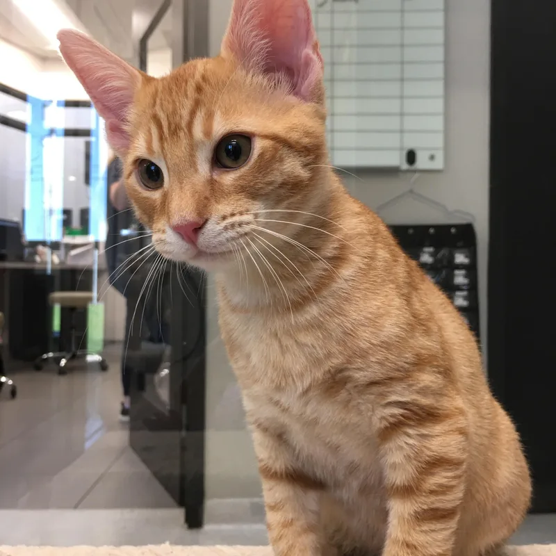 A baby small-sized male Tabby (Orange / Red) Domestic Short Hair cat named Cheerios for adoption in Greenville, TX