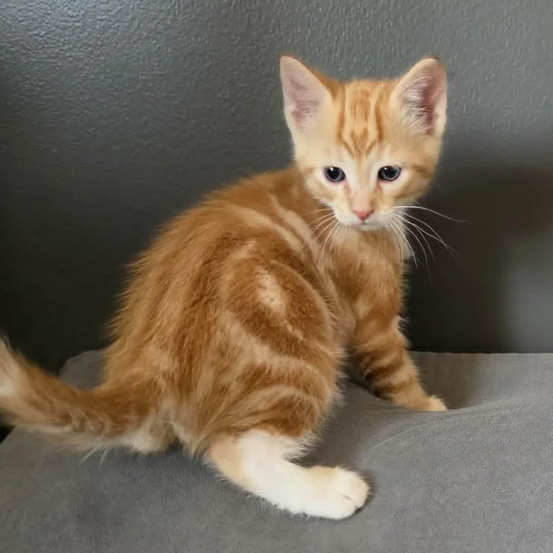 A baby small-sized male Orange / Red Domestic Medium Hair cat named Swirl C for adoption in Princeton, MN