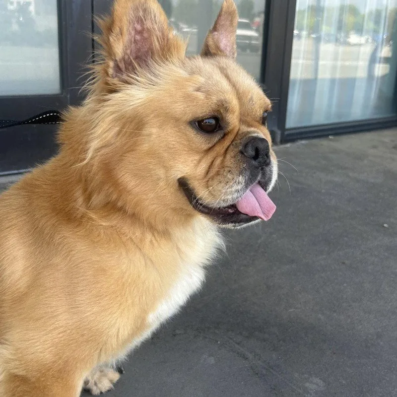An adult medium-sized male French Bulldog dog named Gummley for adoption in Chico, CA