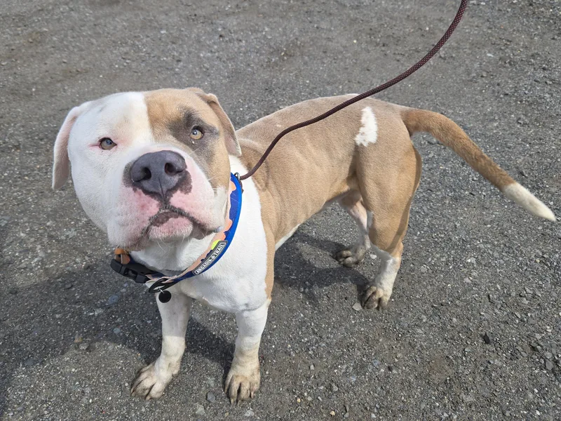 An adult large-sized male White / Cream Pit Bull Terrier dog named Mailman for adoption in Trenton, NJ
