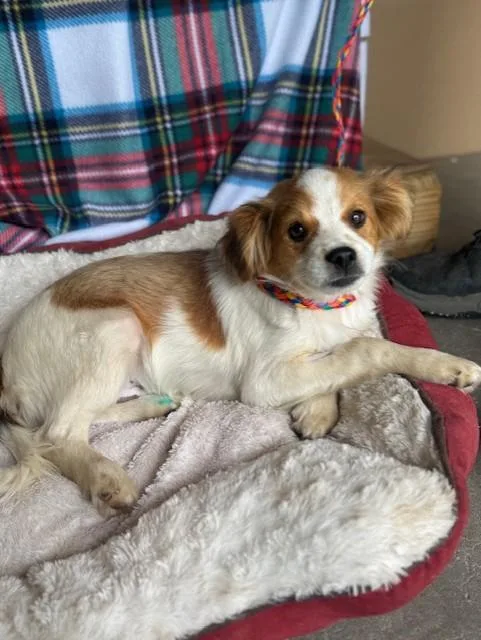 A baby medium-sized male Yellow / Tan / Blond / Fawn Cavalier King Charles Spaniel dog named Willie for adoption in Cushing, OK