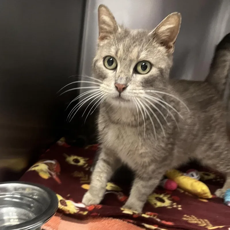 An adult medium-sized female Gray / Blue / Silver Domestic Short Hair cat named Turnip for adoption in Hinsdale, IL
