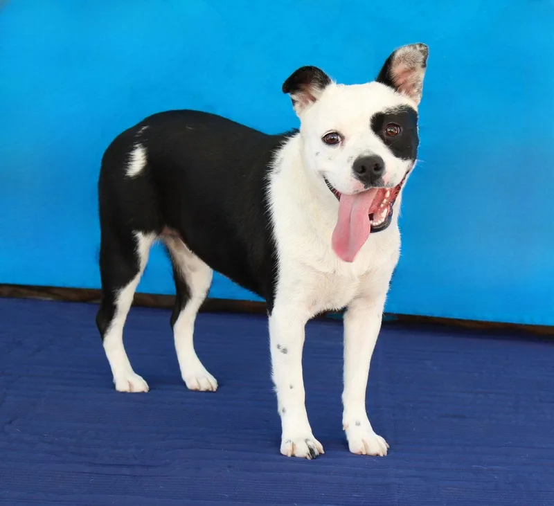 A young medium-sized female Terrier dog named Itty Bitty for adoption in Pasadena, CA
