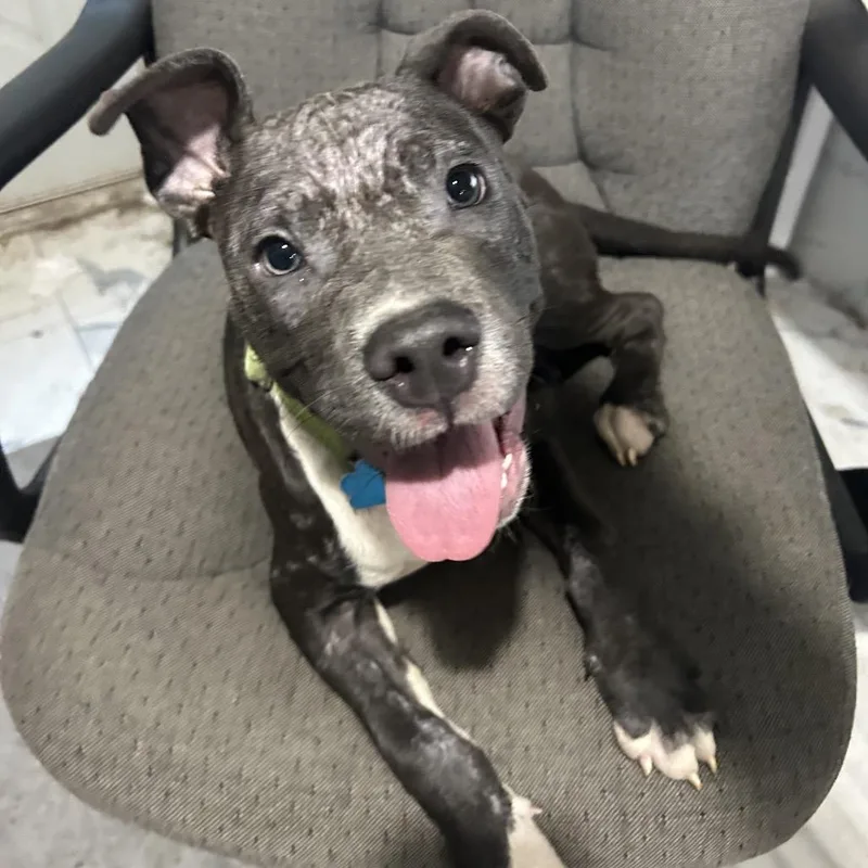A young medium-sized male Mixed Breed dog named Mercury for adoption in Medford, NY