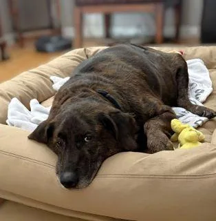 A senior large-sized male Mixed Breed dog named Logan for adoption in Schaumburg, IL
