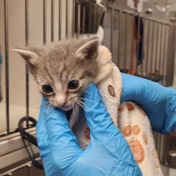 A baby small-sized female Gray / Blue / Silver Domestic Short Hair cat named Mouse for adoption in Tacoma, WA