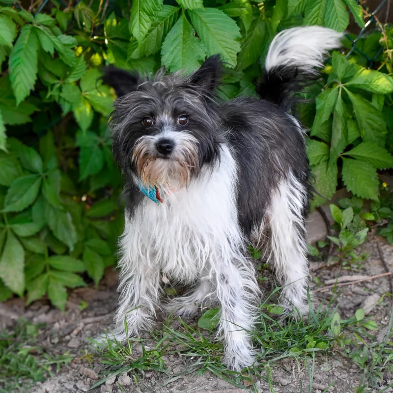 An adult small-sized male Mixed Breed dog named Dumpster Dan for adoption in Indianapolis, IN