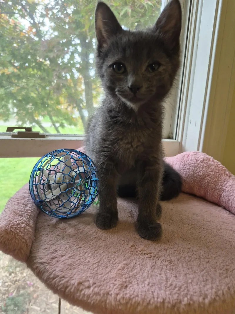 A baby small-sized male Gray / Blue / Silver Domestic Short Hair cat named C Litter Enzo for adoption in Livonia, MI