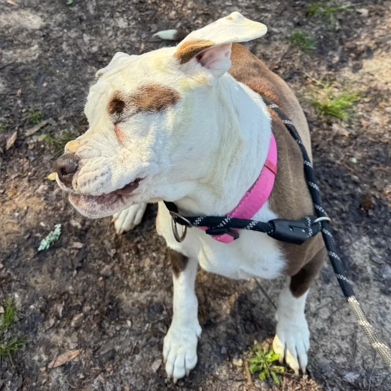 An adult medium-sized female White / Cream Mixed Breed dog named Mama Shenanigans for adoption in Columbus, GA