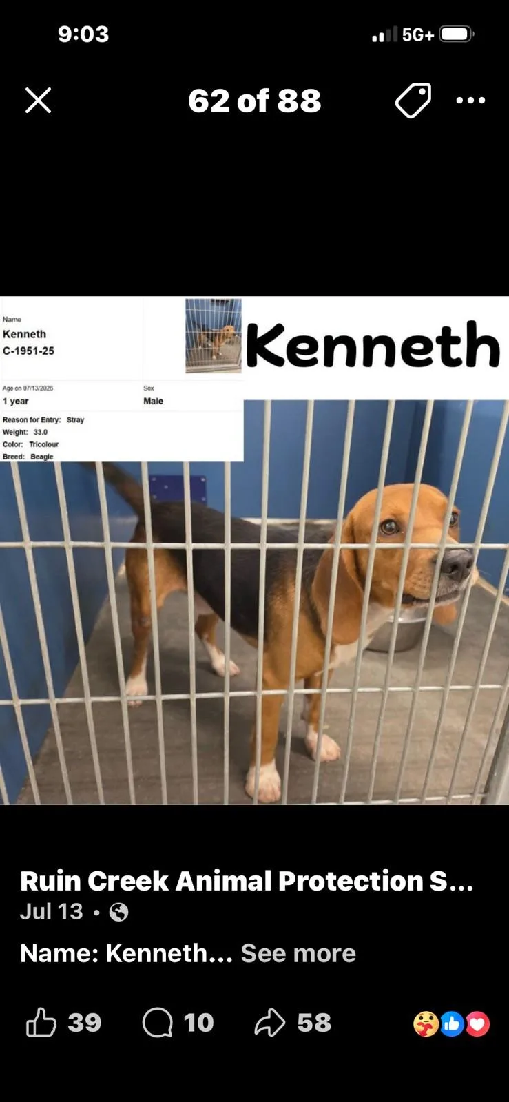A young medium-sized male Tricolor (Brown, Black, & White) Beagle dog named Kenneth for adoption in Media, PA
