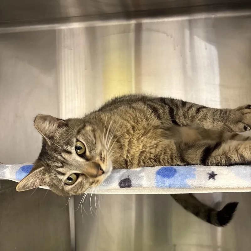An adult medium-sized female Brown / Chocolate Domestic Short Hair cat named Hazel for adoption in Hamburg, NY