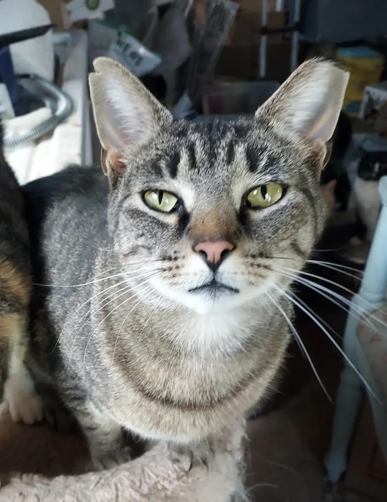 A young medium-sized male Domestic Short Hair cat named Tony for adoption in Lancaster, PA