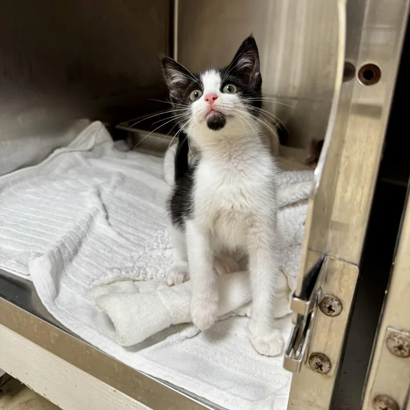 Ridley thumbnail 3