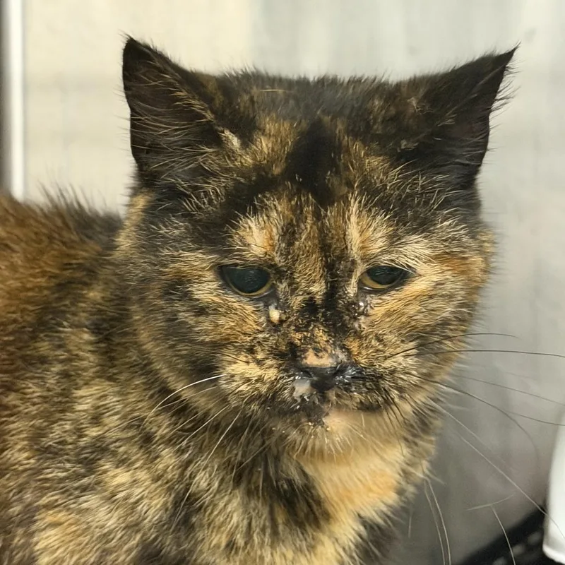 A senior medium-sized female Tortoiseshell Domestic Short Hair cat named Helara for adoption in Marion, VA