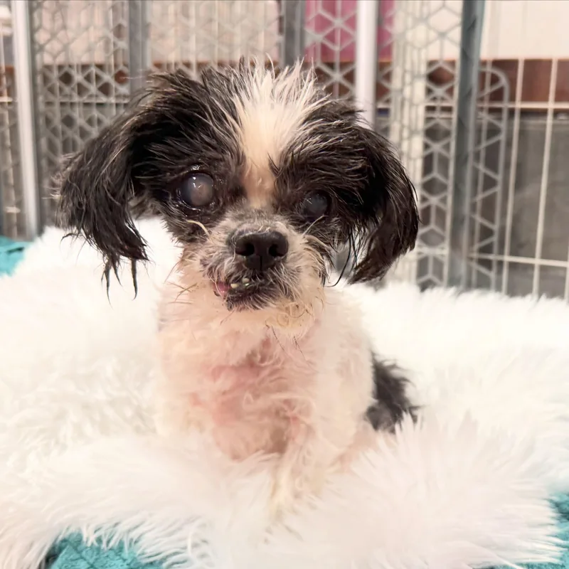 A senior small-sized female Black Shih Tzu dog named Opal for adoption in Foster, RI