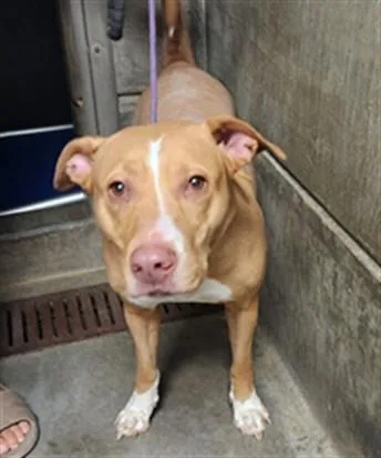 An adult medium-sized female Staffordshire Bull Terrier dog named Chunky for adoption in Los Angeles, CA