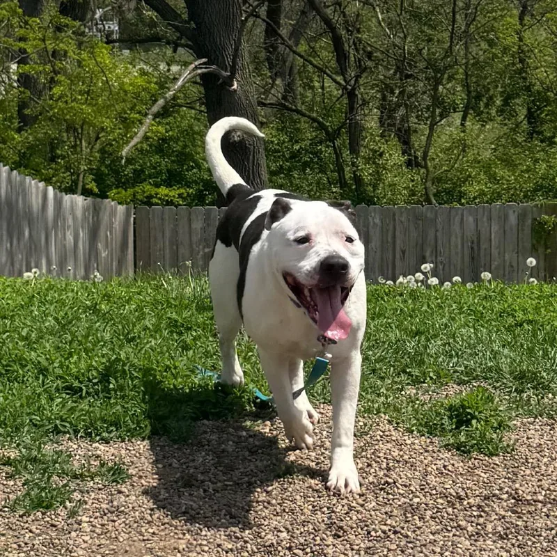 An adult large-sized male White / Cream American Bulldog dog named Papa Smurf for adoption in West Des Moines, IA