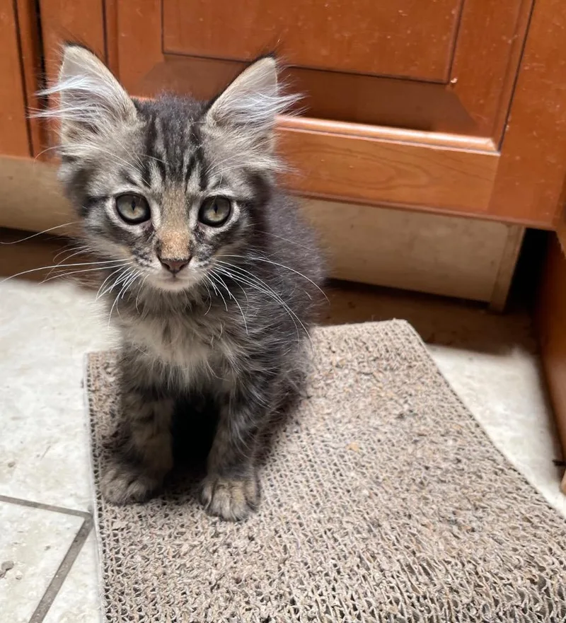A baby small-sized male Domestic Long Hair cat named Forrest for adoption in Gorham, ME