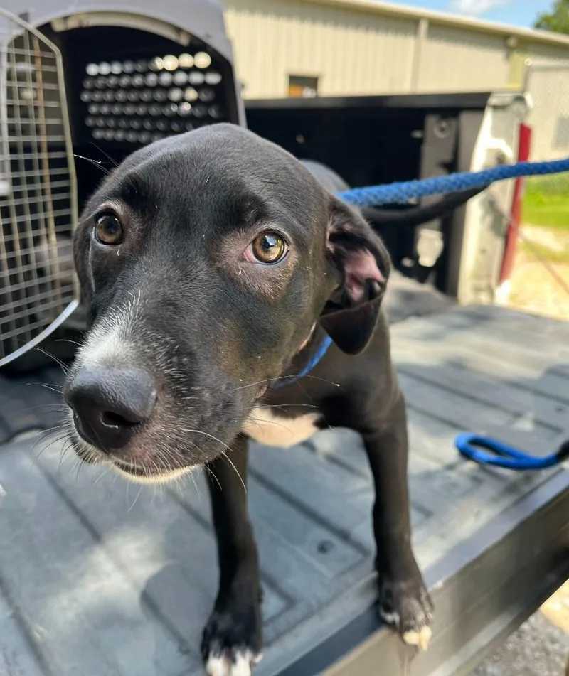 A baby medium-sized female Mixed Breed dog named Paris for adoption in Lawrenceburg, TN