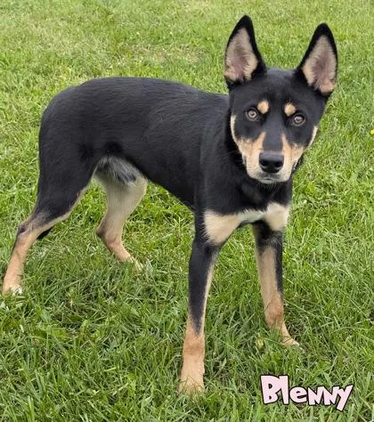 An adult medium-sized male Shepherd dog named Blenny for adoption in Mason, MI