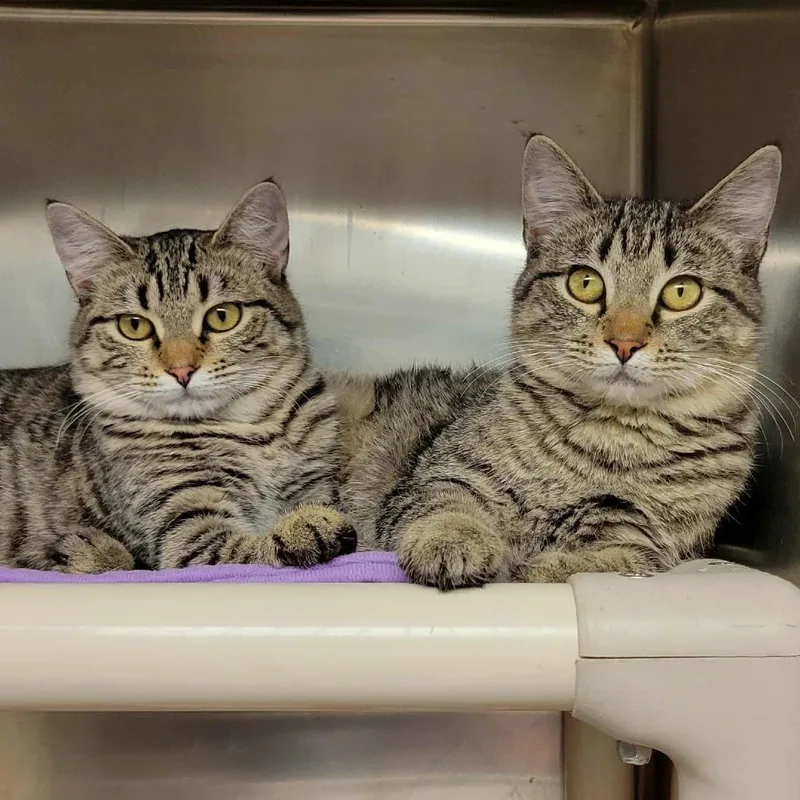 Drizella thumbnail 2