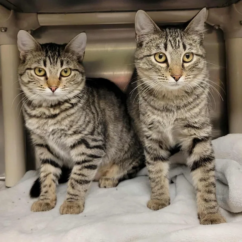 Drizella thumbnail 3