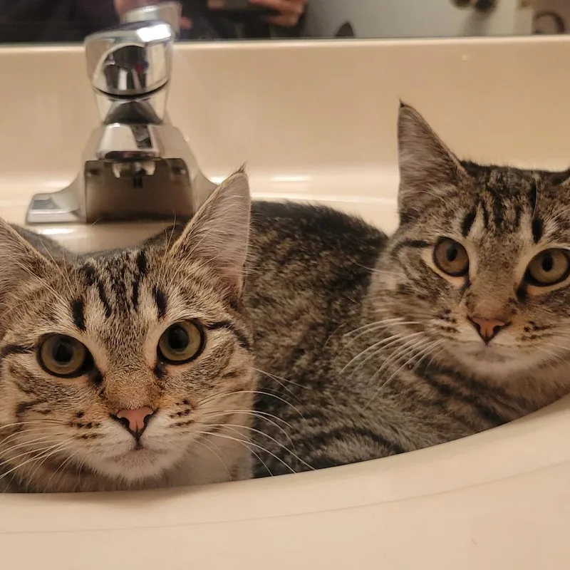 Drizella thumbnail 4