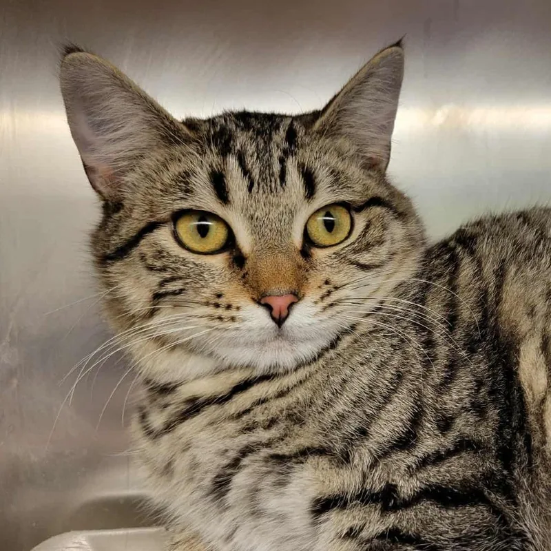 Drizella thumbnail 5