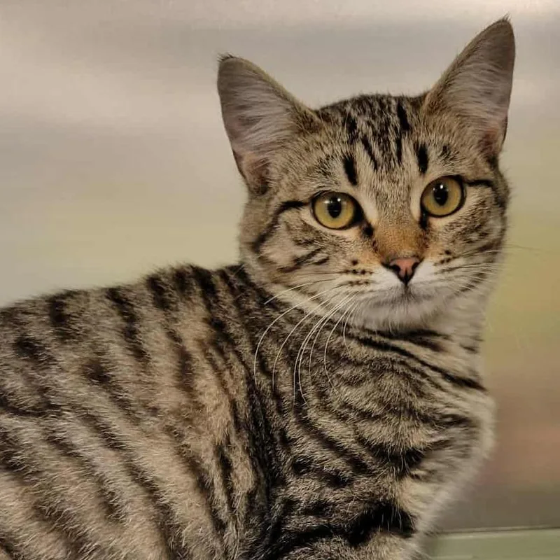 Drizella thumbnail 6