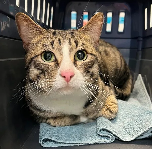 Pudding Pop thumbnail 2