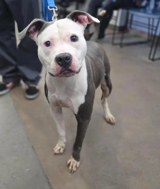 A young medium-sized female Mixed Breed dog named Tory for adoption in Dallas, TX