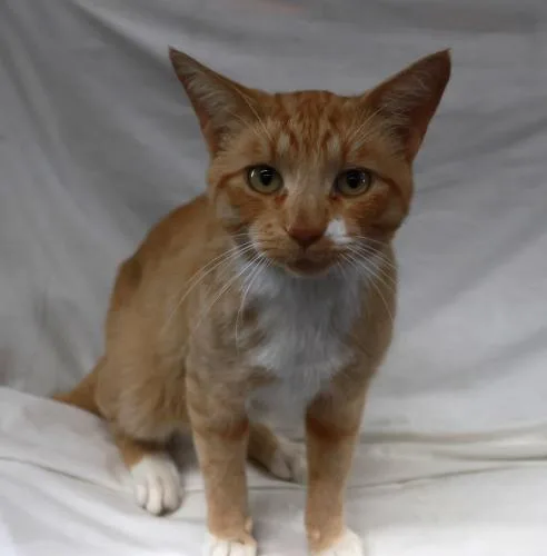 A young medium-sized male Orange & White Domestic Short Hair cat named Skipper for adoption in Thief River Falls, MN