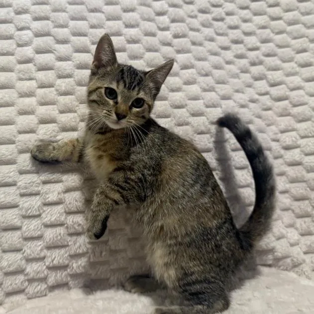 A baby small-sized female Gray / Blue / Silver Domestic Short Hair cat named Magnolia for adoption in Overland Park, KS