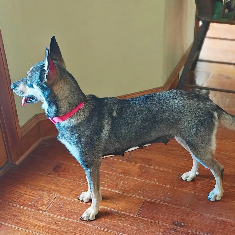 An adult medium-sized female Black German Shepherd Dog dog named Sage for adoption in Flower Mound, TX