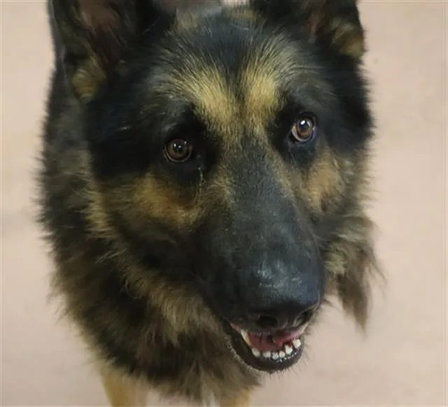 An adult large-sized male Mixed Breed dog named Jet for adoption in Columbia, SC