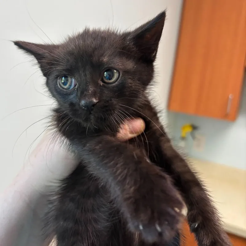 A baby small-sized female Black Domestic Short Hair cat named Cyanide for adoption in Newark, DE