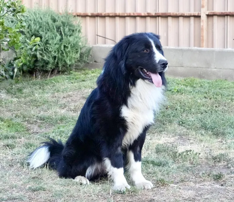 Bruno thumbnail 2