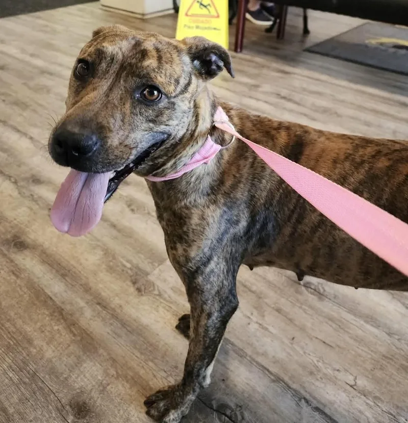 An adult medium-sized female Mountain Cur dog named Rita for adoption in Troy, AL
