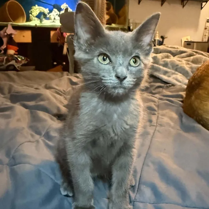A baby small-sized male Gray / Blue / Silver Russian Blue cat named Pewter for adoption in Wichita, KS
