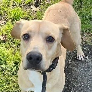 A young medium-sized male Yellow / Tan / Blond / Fawn Labrador Retriever dog named Biscuit for adoption in Milledgeville, GA