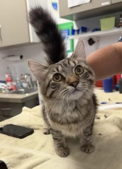 An adult small-sized female Domestic Short Hair cat named Zesty Buffalo for adoption in West Chester, PA