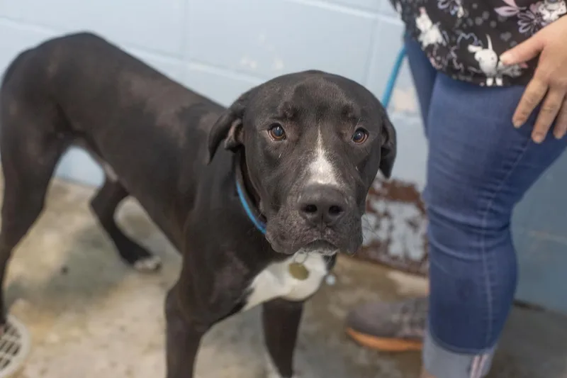 A young large-sized male Great Dane dog named Wilson for adoption in Mountain Home, AR