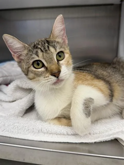 A baby small-sized female Domestic Short Hair cat named Scarlett for adoption in Naples, FL
