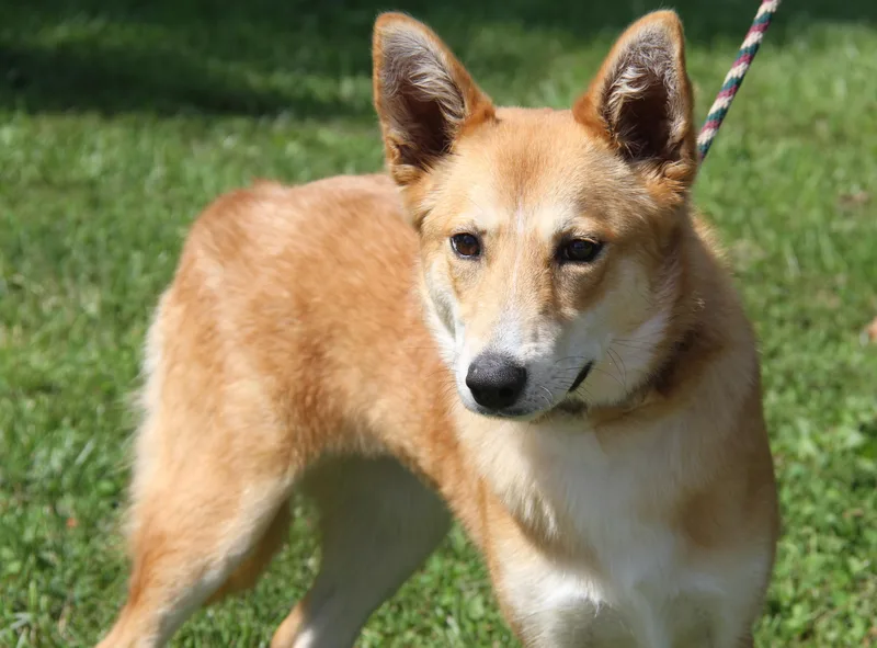 A young medium-sized female Yellow / Tan / Blond / Fawn Australian Shepherd dog named Foxy for adoption in Marietta, OH