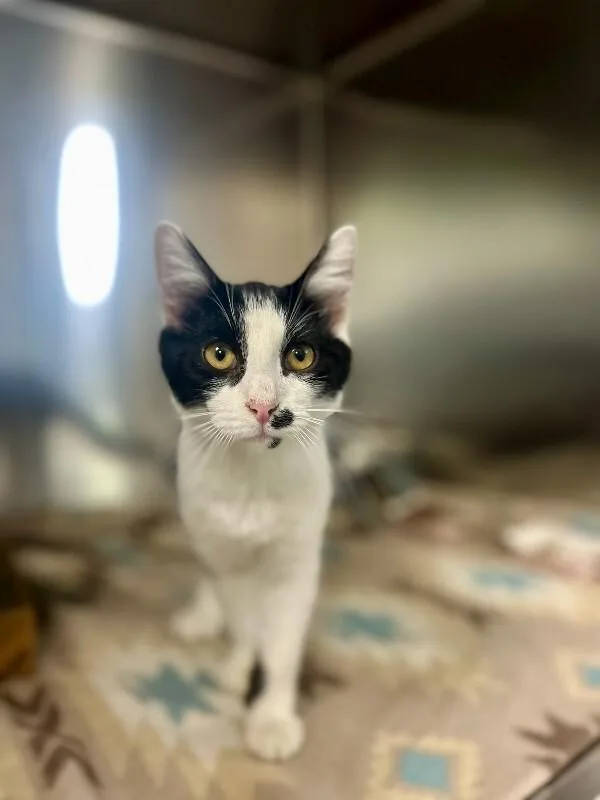 A young medium-sized male Black Domestic Short Hair cat named Spiderman for adoption in Wooster, OH