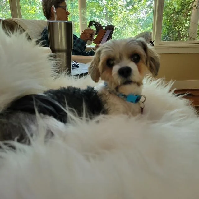 Teddy thumbnail 3