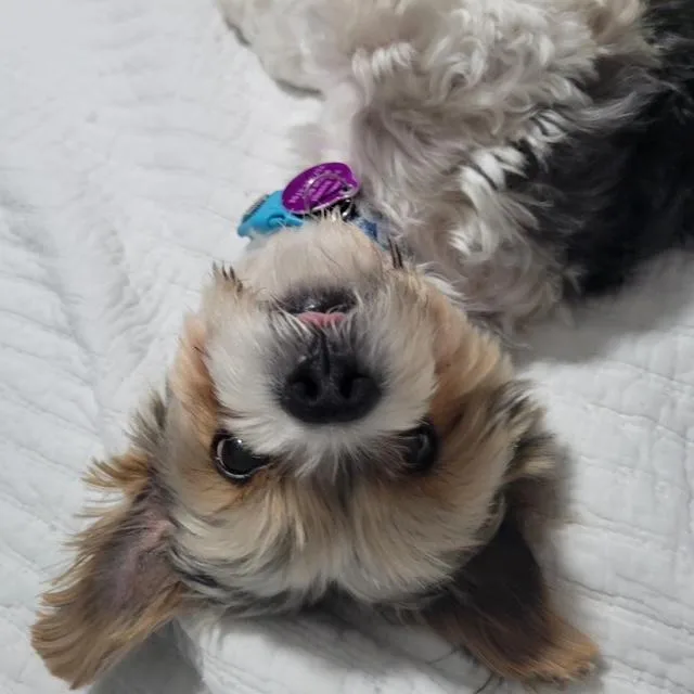 Teddy thumbnail 4